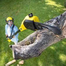 Professional Tree Care in Gridley, IL