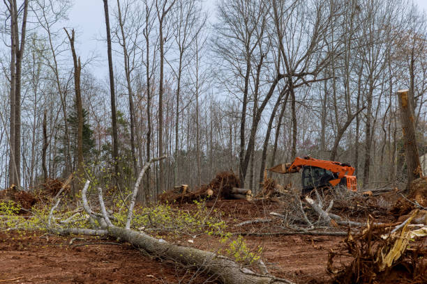 How Our Tree Care Process Works  in  Gridley, IL